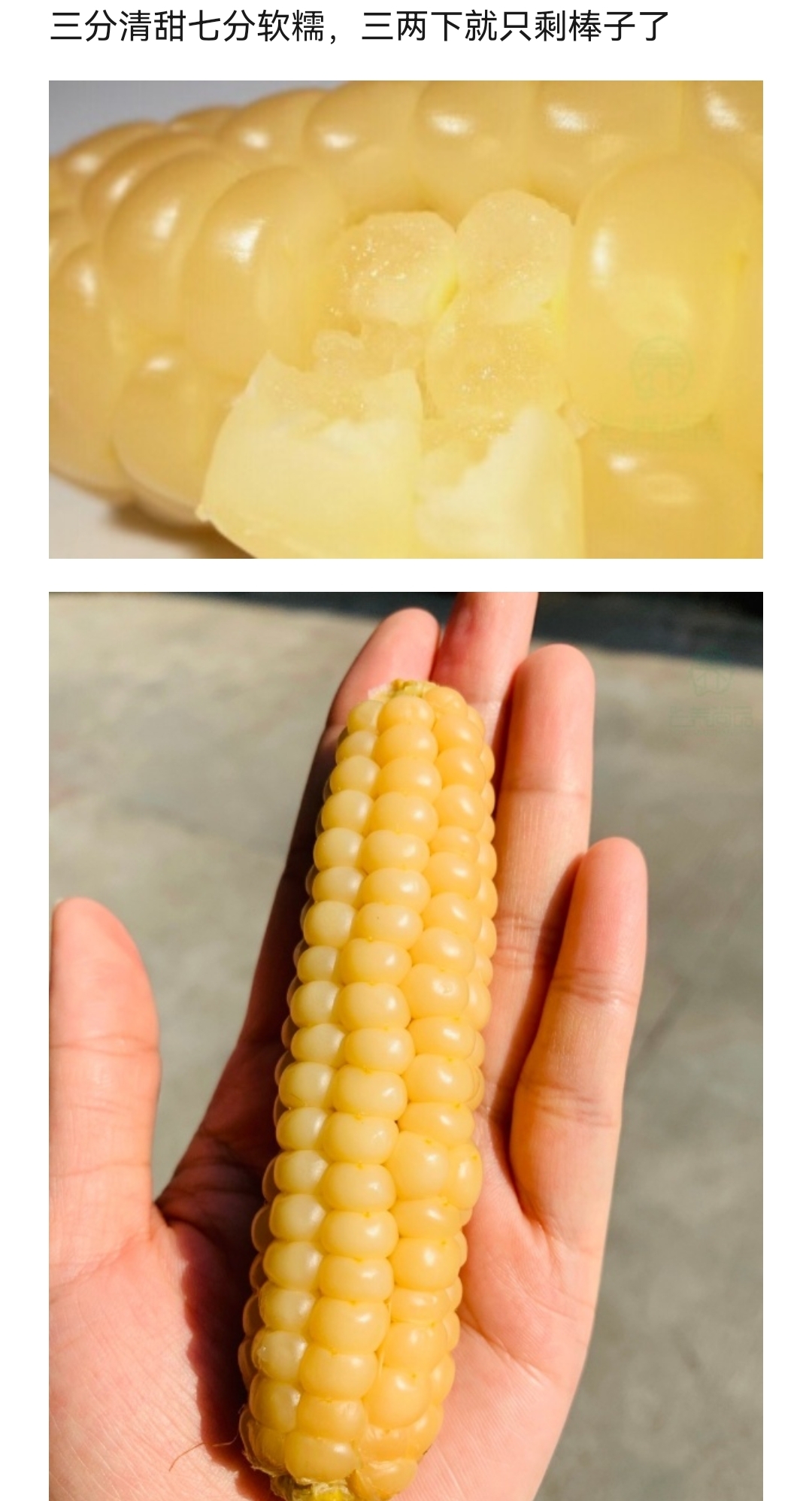 包邮～云南西双版纳拇指糯玉米，非转基因迷你小玉米